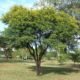 شجرة سنط كارو Acacia karroo