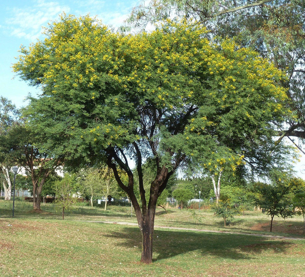شجرة سنط كارو Acacia karroo