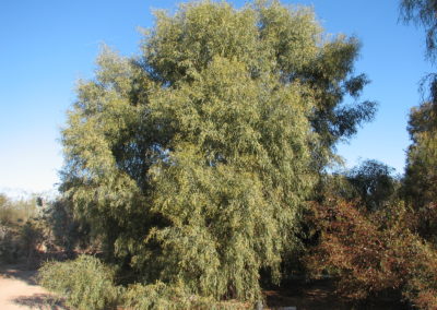 سنط كبا Acacia salicina (10)