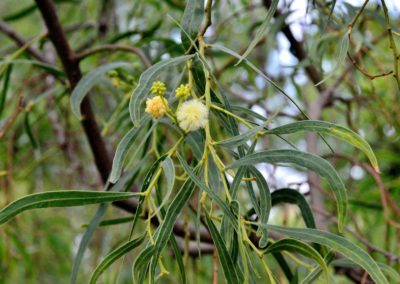 سنط كبا Acacia salicina (3)
