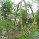 شجر البان Moringa Oleifera 1