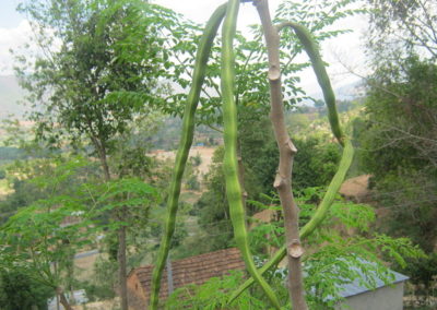 شجر البان Moringa Oleifera (1)