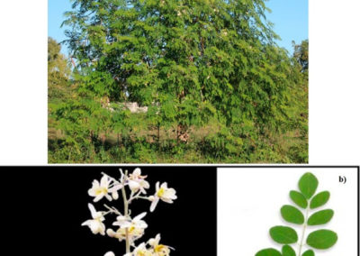شجر البان Moringa Oleifera (11)