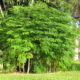 شجرة البان Moringa peregrina