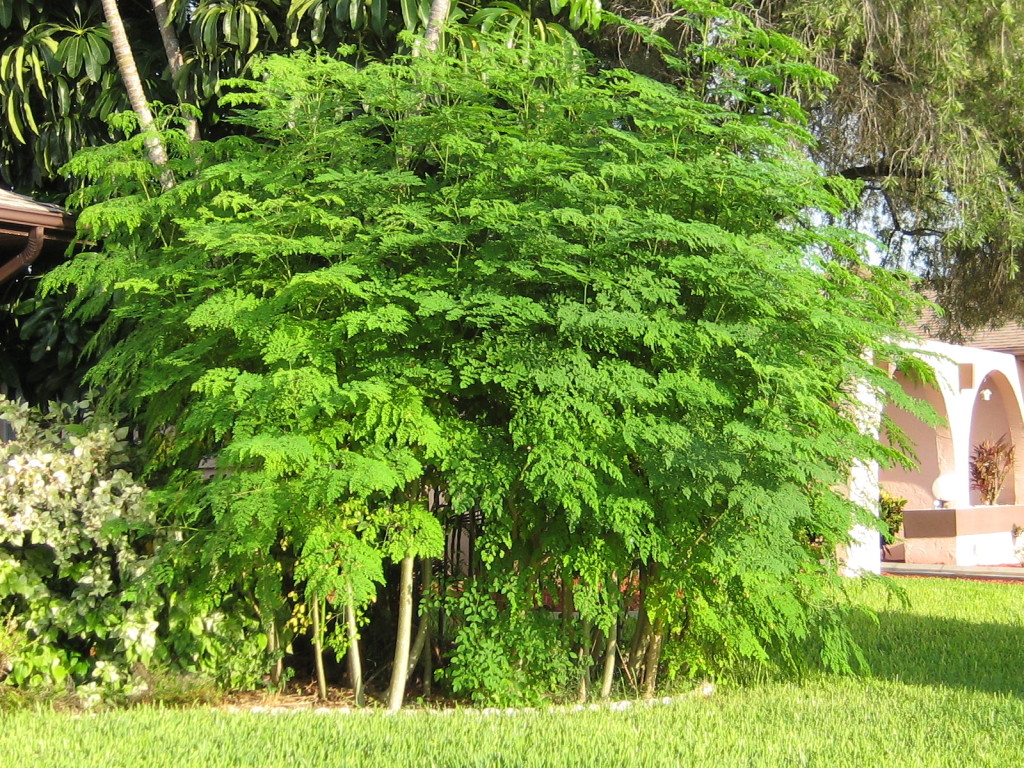 شجر البان Moringa Oleifera