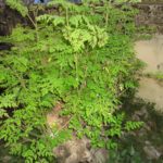 شجر البان Moringa Oleifera 5