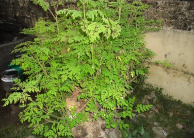 شجر البان Moringa Oleifera (5)