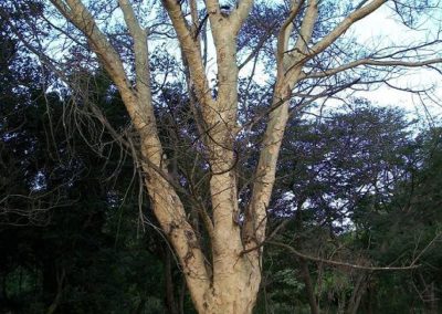 شجر الحمى Vachellia xanthophloea (2)