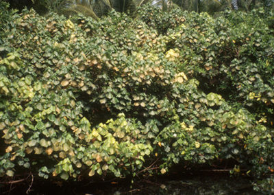 شجر الخبازي الساحلي Hibiscus Tiliaceus (1)