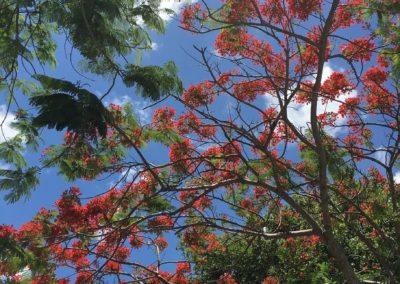شجر الرنف الملكي Delonix regia (14)