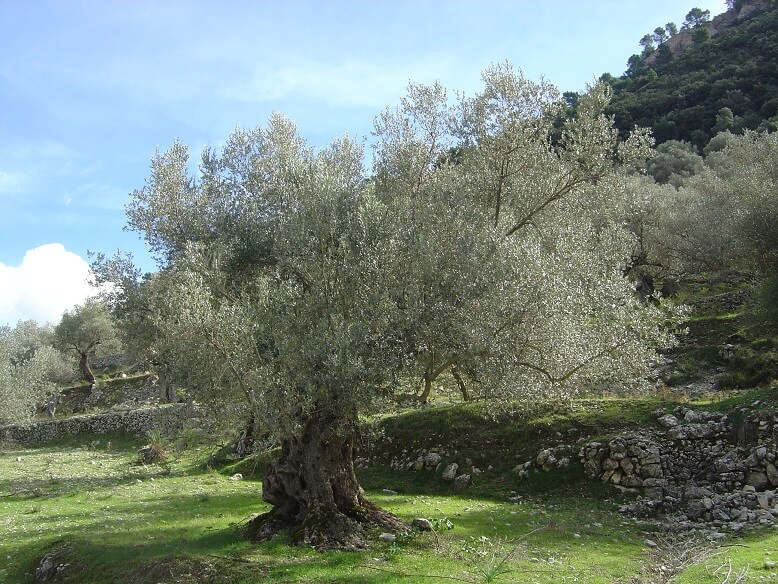 شجر الزيتون Olea europaea