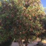 شجر الطلح القنديلي Acacia pruinocarpa 1