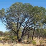 شجر الطلح القنديلي Acacia pruinocarpa 1