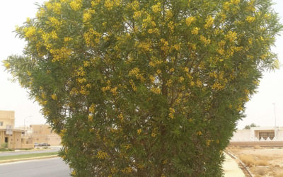 شجر الطلح القنديلي Acacia pruinocarpa