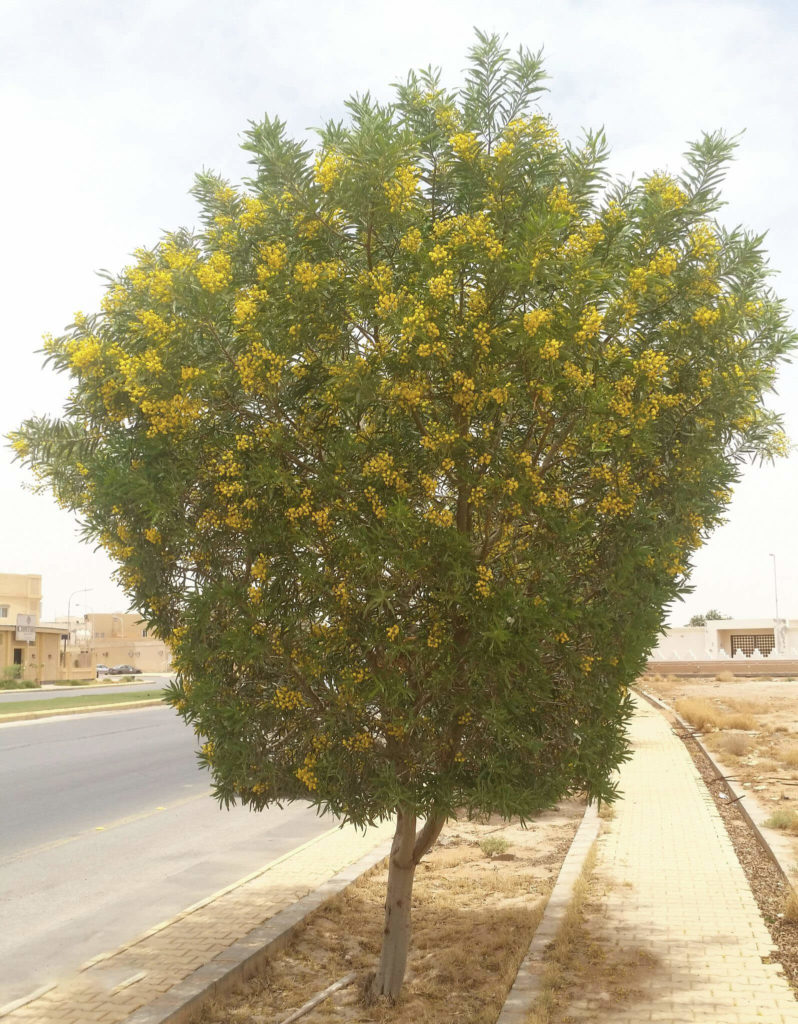 شجر الطلح القنديلي Acacia pruinocarpa 10