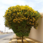 شجر الطلح القنديلي Acacia pruinocarpa 11