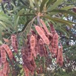 شجر الطلح القنديلي Acacia pruinocarpa 2