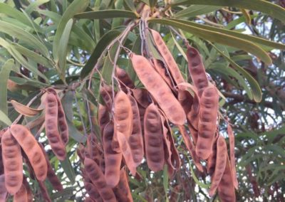 شجر الطلح القنديلي Acacia pruinocarpa (2)