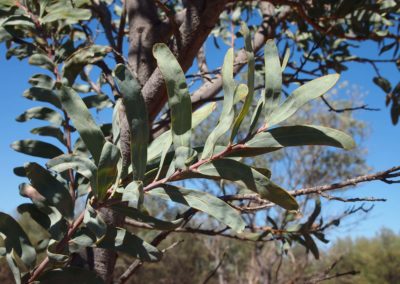 شجر الطلح القنديلي Acacia pruinocarpa (2)