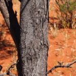 شجر الطلح القنديلي Acacia pruinocarpa 3