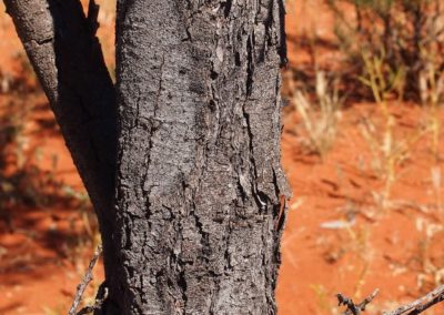 شجر الطلح القنديلي Acacia pruinocarpa (3)