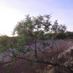 شجر الطلح القنديلي Acacia pruinocarpa 4
