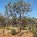 شجر الطلح القنديلي Acacia pruinocarpa 4
