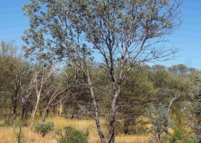 شجر الطلح القنديلي Acacia pruinocarpa (4)