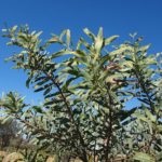 شجر الطلح القنديلي Acacia pruinocarpa 5