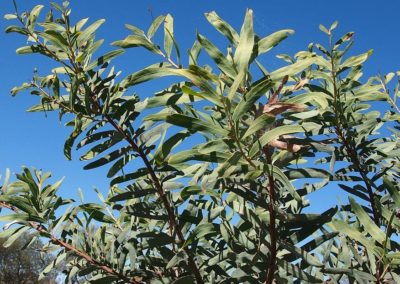 شجر الطلح القنديلي Acacia pruinocarpa (5)