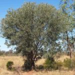 شجر الطلح القنديلي Acacia pruinocarpa 6
