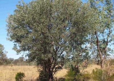 شجر الطلح القنديلي Acacia pruinocarpa (6)
