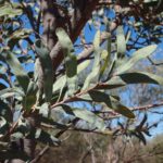 شجر الطلح القنديلي Acacia pruinocarpa 7