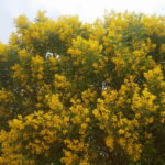 شجر الطلح القنديلي Acacia pruinocarpa 8
