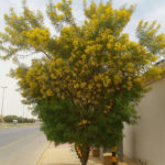 شجر الطلح القنديلي Acacia pruinocarpa 9