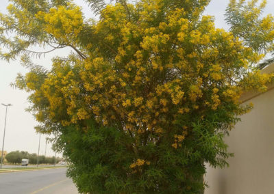 شجر الطلح القنديلي Acacia pruinocarpa (9)