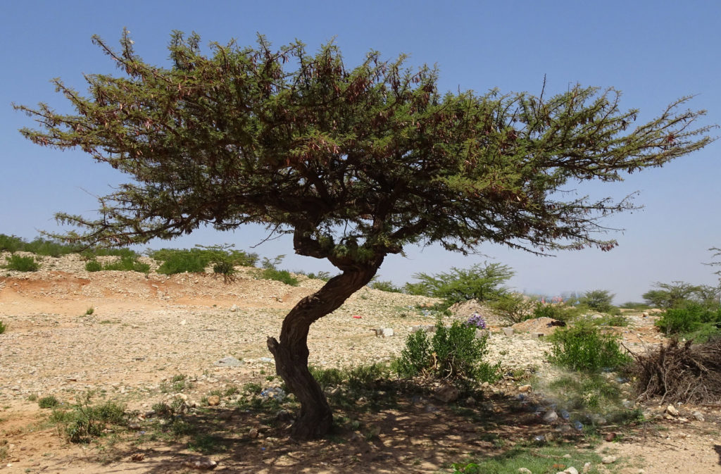 شجرة العراد Acacia etbaica