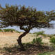 شجر العراد Acacia etbaica