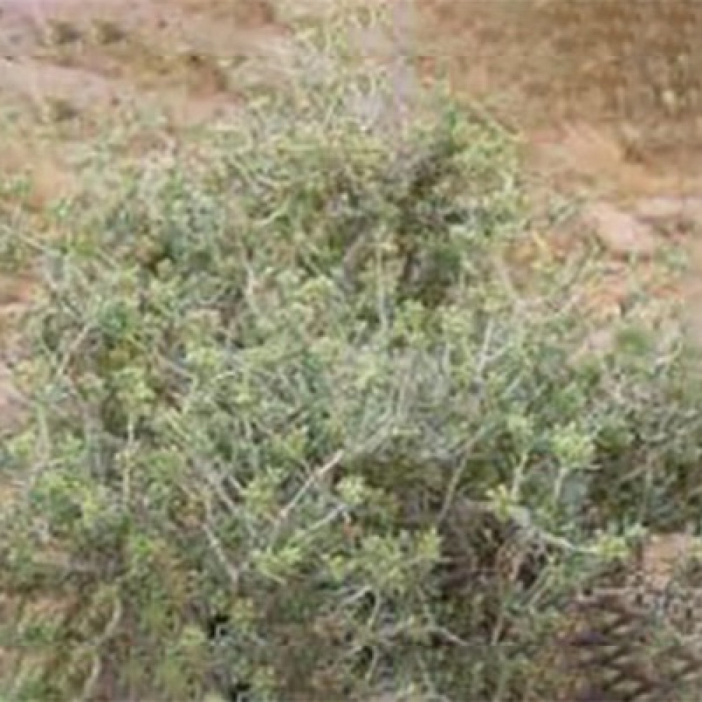 شجر العراد Acacia etbaica 2
