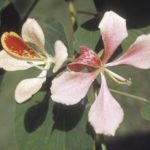 شجر الفراشة Bauhinia purpurea 13