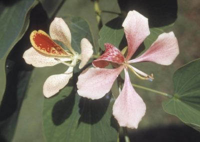 شجر الفراشة Bauhinia purpurea (13)