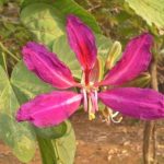شجر الفراشة Bauhinia purpurea 2