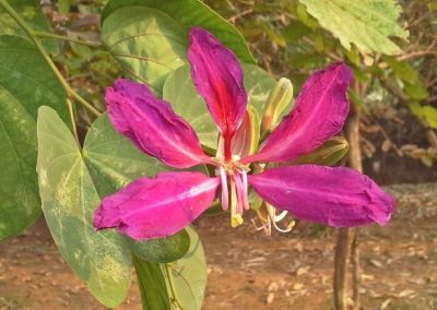 شجر الفراشة Bauhinia purpurea (2)