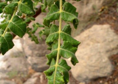 شجر اللبان Boswellia sacra (10)