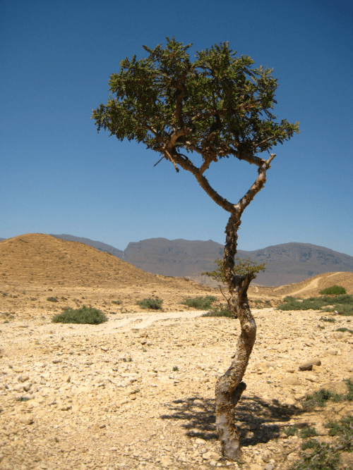شجرة اللبان Boswellia sacra