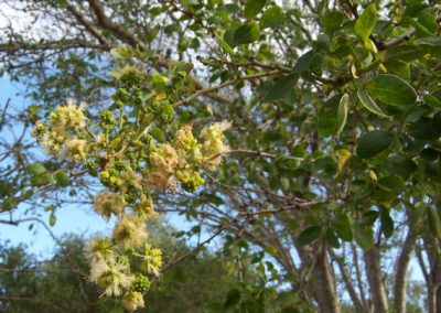 شجر اللوز الهندي Pithecellobium dulce (2)