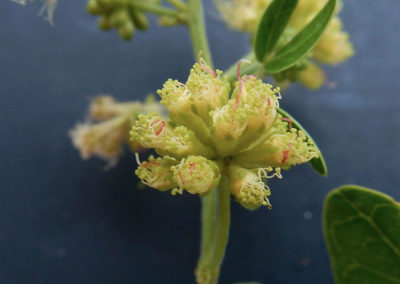 شجر اللوز الهندي Pithecellobium dulce (5)