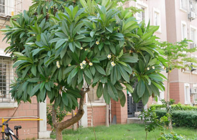 شجر الياسمين الهندي Plumeria rubra acutifolia (15)