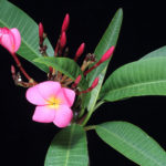شجر الياسمين الهندي Plumeria rubra acutifolia 2