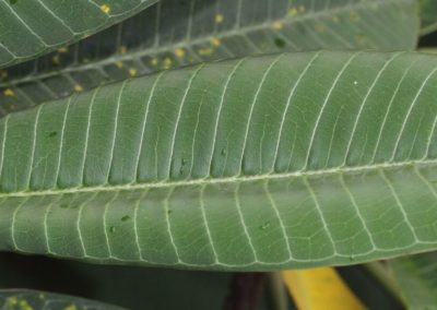 شجر الياسمين الهندي Plumeria rubra acutifolia (3)